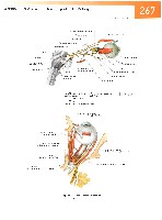 Sobotta Atlas of Human Anatomy  Head,Neck,Upper Limb Volume1 2006, page 274